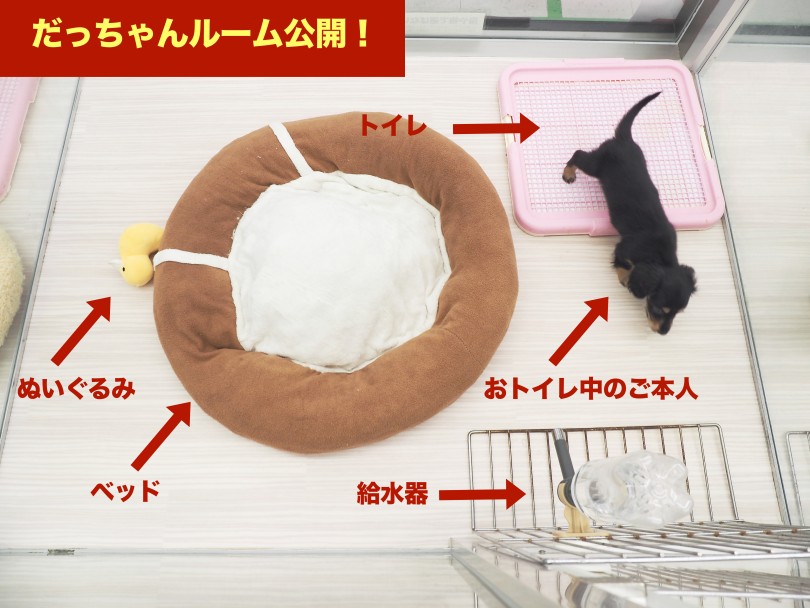 推奨する「ワンちゃんとの生活スタートキット」はシンプルが基本！ | ミニチュア・ダックスフント （05-34） - 本羽田店