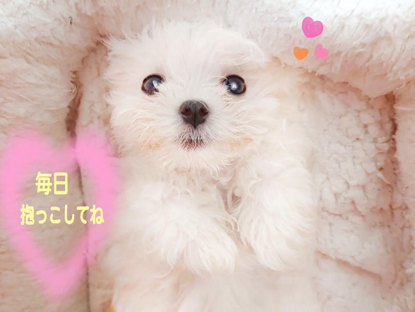 天使そのもの♡癒し癒されるマルちゃんとの生活、始めてみませんか♡ | マルチーズ （04-43） - さいたま 武蔵浦和店