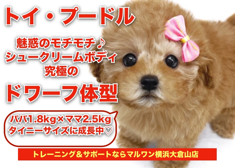 【 トイプードル 】濃いめアプリコット！人気の高いドワーフ体型のプリンセス！