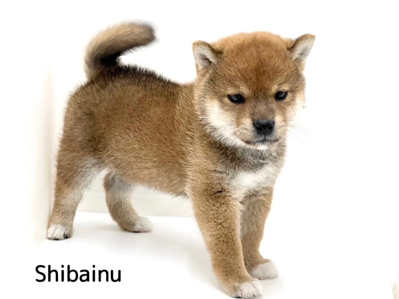 つぶらな目とびょーんと伸びそうな、ぷにぷにのほっぺ | 柴犬 （03-36） - 横浜 港北ニュータウン店