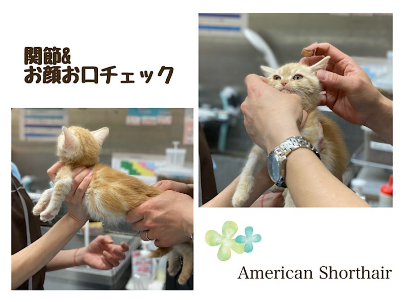 関節＆お顔お口チェック | アメリカンショートヘア  （03-29） - 港北ニュータウン店