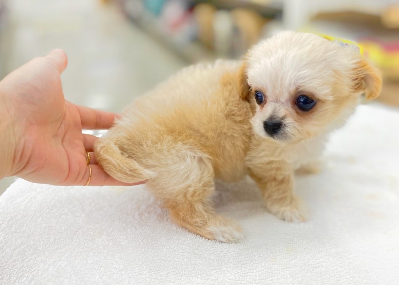 短足ゆえのコミカルな動きに大注目！ | MIX犬 チワプー （06-58） - 横浜 大倉山店