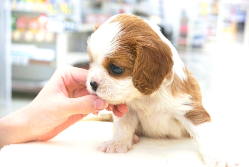 ダントツで育てやすい犬種！ | キャバリア・キングチャールズ・スパニエル （06-61） - 横浜 大倉山店