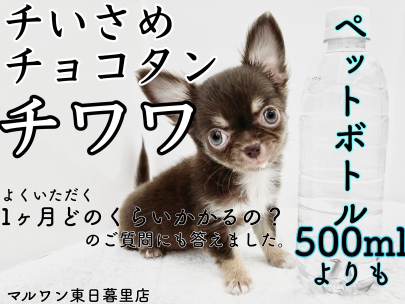 【 チワワ 】ペットボトルよりも小さめなチョコレートガール！1ヶ月の飼育費用は？