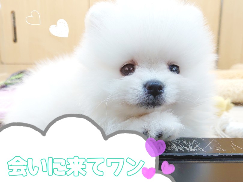 少しでも「ビビッ」と来た方、お早めにご来店くださいませ♪ | ポメラニアン (04-49) - さいたま 武蔵浦和店