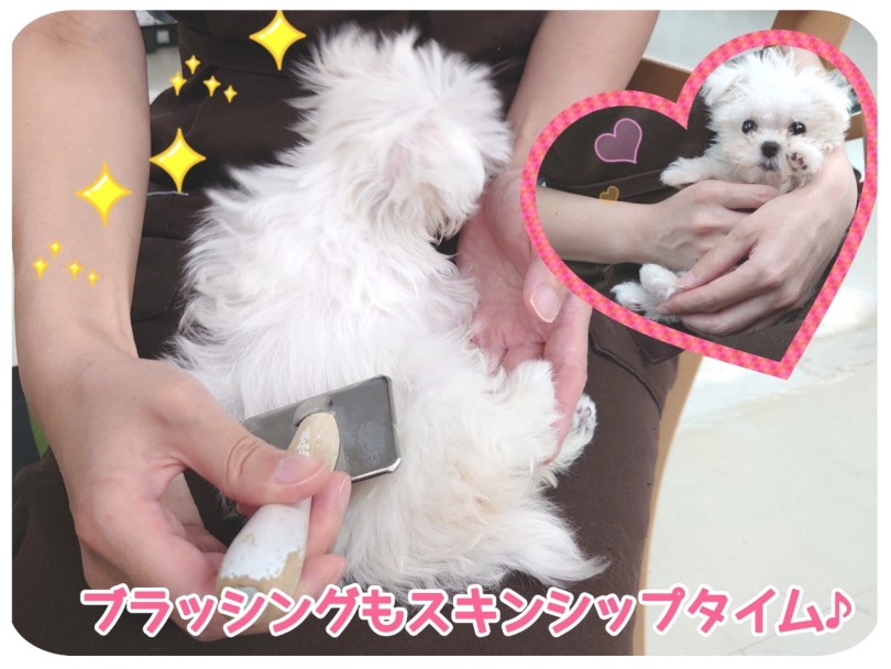 色々なカットを楽しめるのも魅力です♡ | マルチーズ （04-43） - さいたま 武蔵浦和店