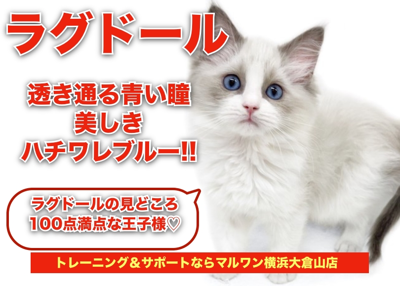 【 ラグドール 】永遠に変わらない透き通る青い瞳！！美しきハチワレブルー！