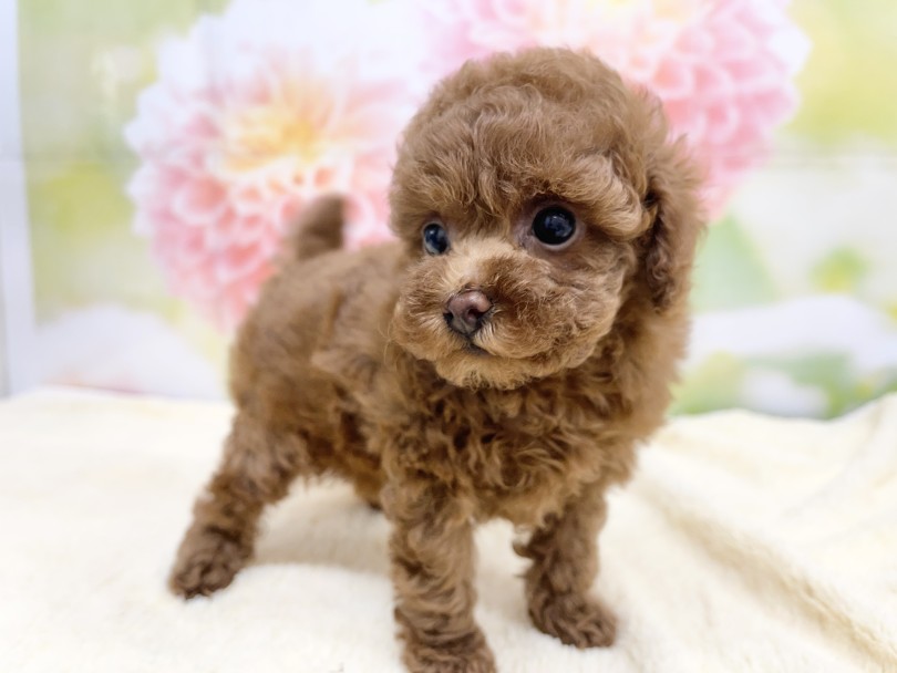 育てやすくて人気ナンバーワン犬種 | トイ・プードル （06-59） - 横浜 大倉山店