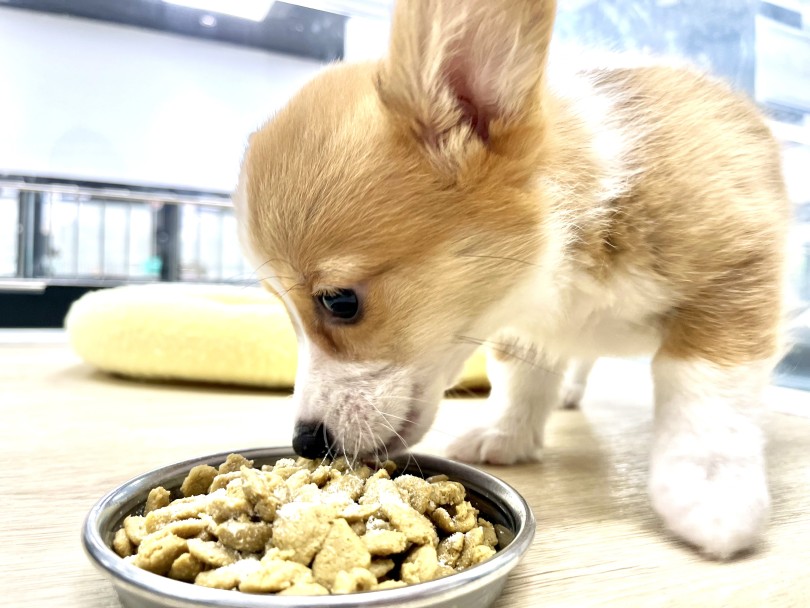 コーギーちゃんは絶賛食べ盛り！ | ウェルシュコーギーペンブローク （18-89） - 横浜 元町店