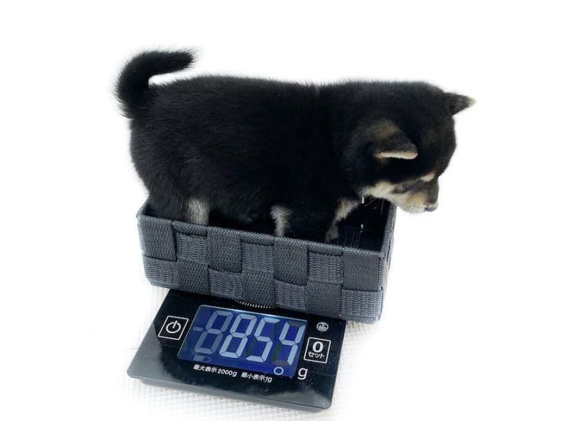 生後2ヶ月時点の体重は854g！ | 豆柴 （08-40） - 大和 相模大塚店