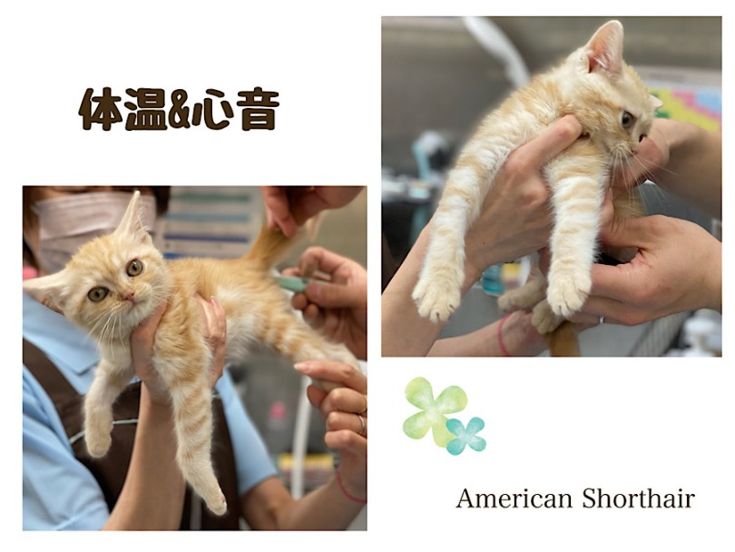 体温測定、心音チェック | アメリカンショートヘア  （03-29） - 港北ニュータウン店