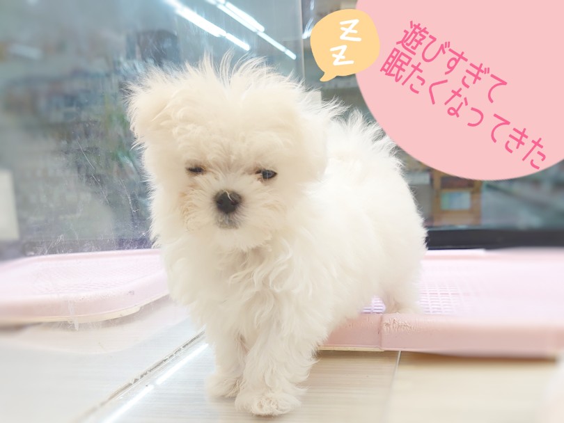 元気に遊んでいる姿をぜひ見に来てください♪ | マルチーズ （04-43） - さいたま 武蔵浦和店