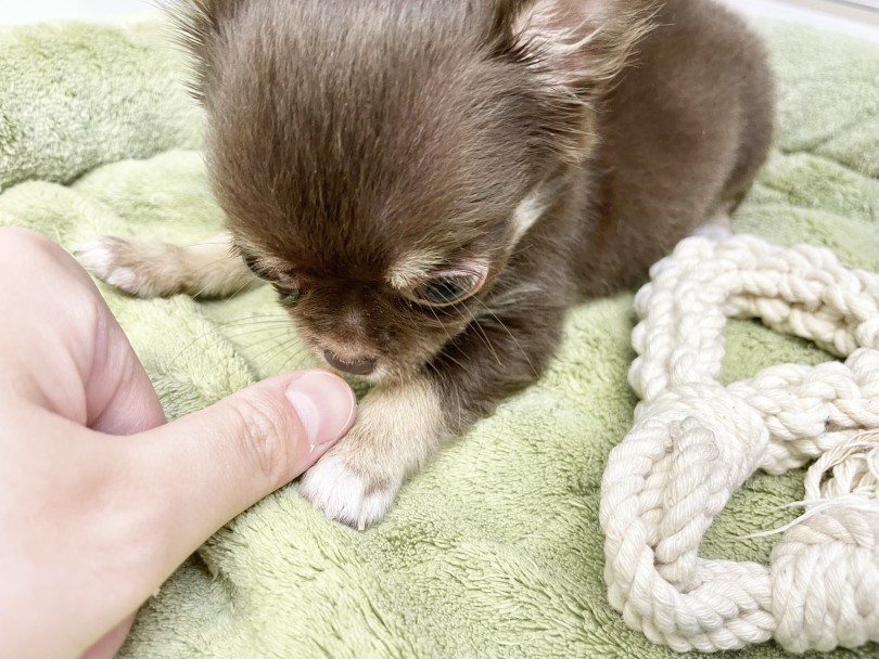 チワワちゃんのおててと、スタッフの親指の大きさ比べをしてみました | チワワ （10-27） - 東日暮里店