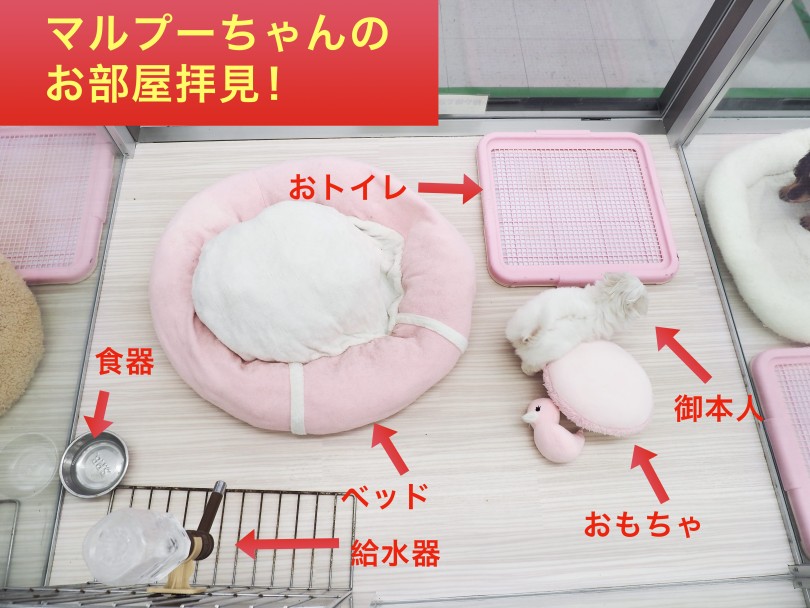 現在のマルプーちゃんのお部屋 | MIX犬 マルプー （05-35） - 本羽田店