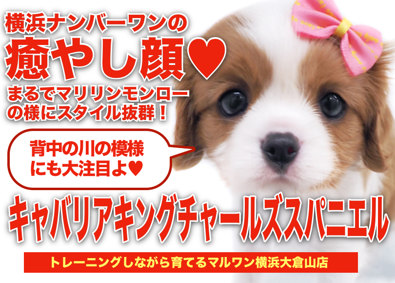 【 キャバリア 】優しい顔ならこの子で決まり！横浜ナンバーワンの癒やしフェイス！
