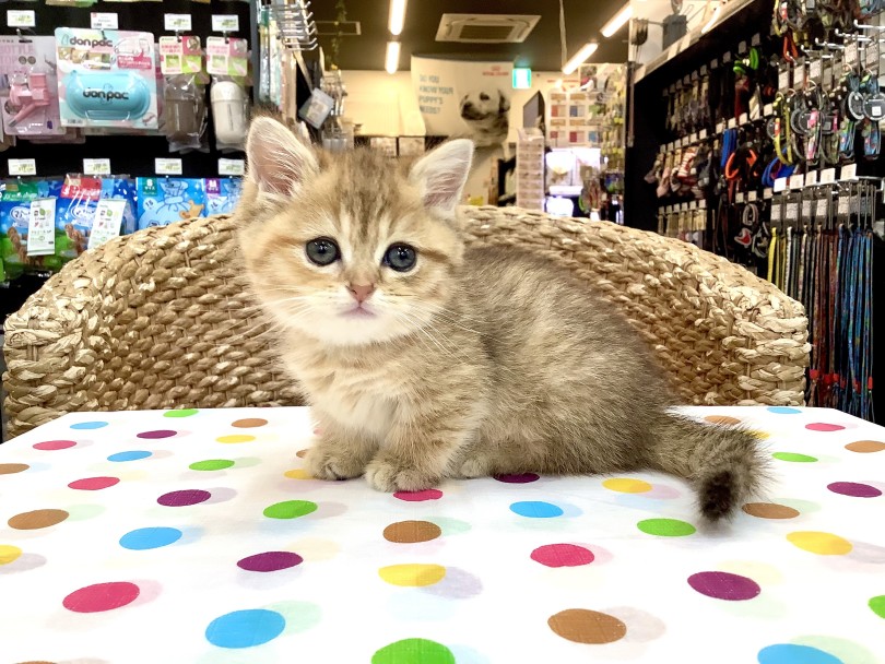 猫界のダックスフント！ | マンチカン （18-111） - 横浜 元町店