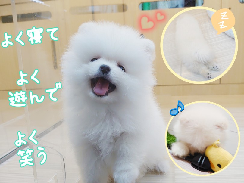 みんな大好きフレンドリーくん | ポメラニアン (04-49) - さいたま 武蔵浦和店