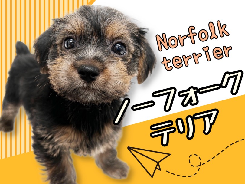 【 ノーフォークテリア 】希少犬種×レアカラー！究極のマルワンプレミアムドッグ！