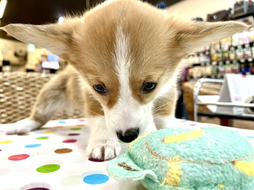 遊ぶのも甘えるのもいつも全力！ | ウェルシュコーギーペンブローク （18-89） - 横浜 元町店