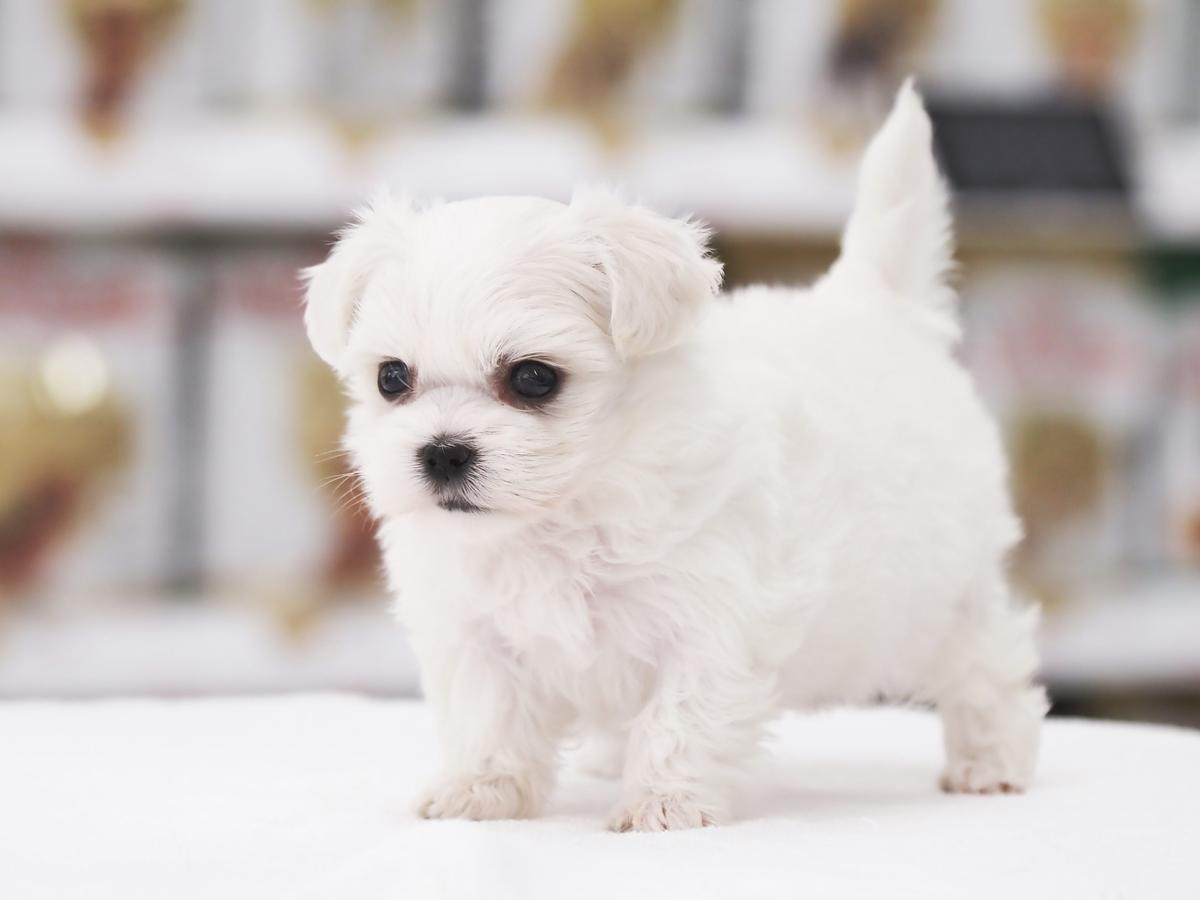 マルプーちゃんの画像スライドショー | MIX犬 マルプー （05-35） - 本羽田店
