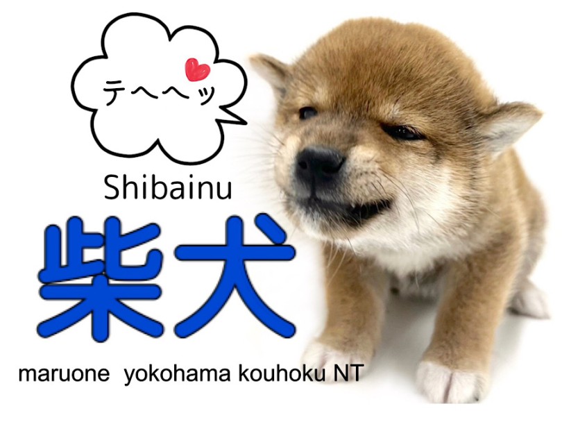 【 柴犬 】白い靴下を履いた日本犬！ムチコロ柴犬くん