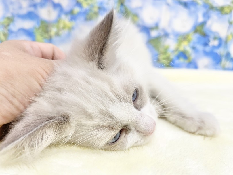 ぬいぐるみみたいな大きな猫ちゃんがいいな♡と思っている方必見！ | ラグドール （06-56） - 横浜 大倉山店