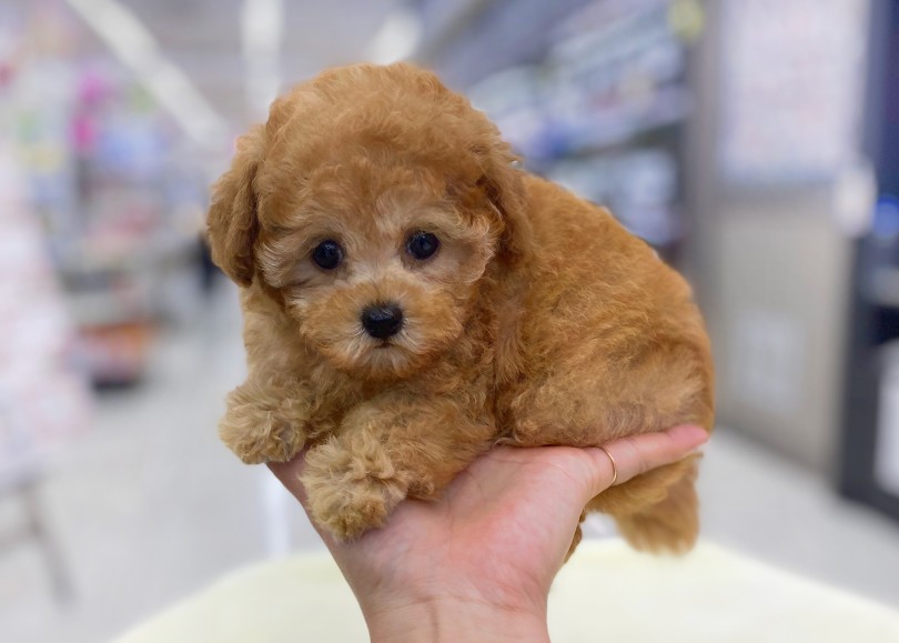 成犬時は2.0kg前後を予想！コンパクトに成長中！ | トイ・プードル （06-55） - 横浜 大倉山店