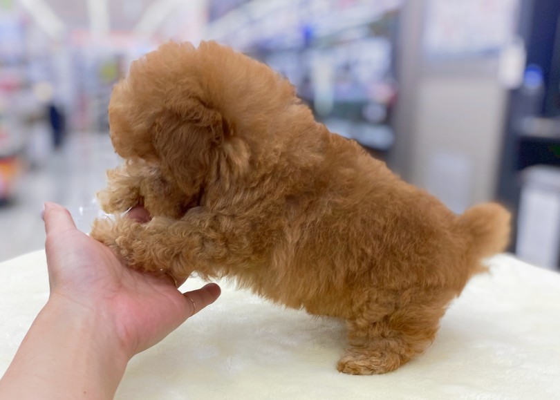 モコモコモコモコモコモコなアプリコットちゃんに会いに来てくださいね♪ | トイ・プードル （06-55） - 横浜 大倉山店
