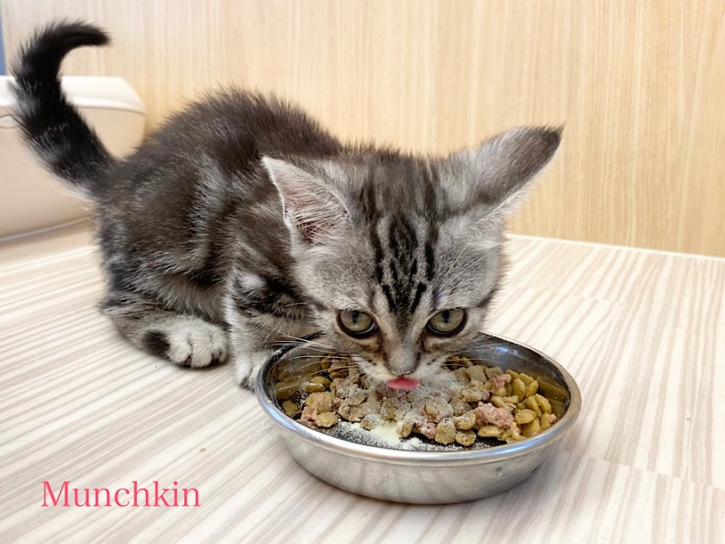 よく遊び、よく食べ元気いっぱい。 | マンチカン (03-42) - 横浜 港北ニュータウン店