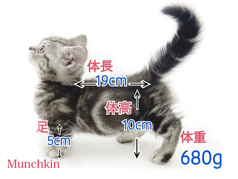成猫時体重は2.5kg~5.0kgと予想 | マンチカン (03-42) - 横浜 港北ニュータウン店