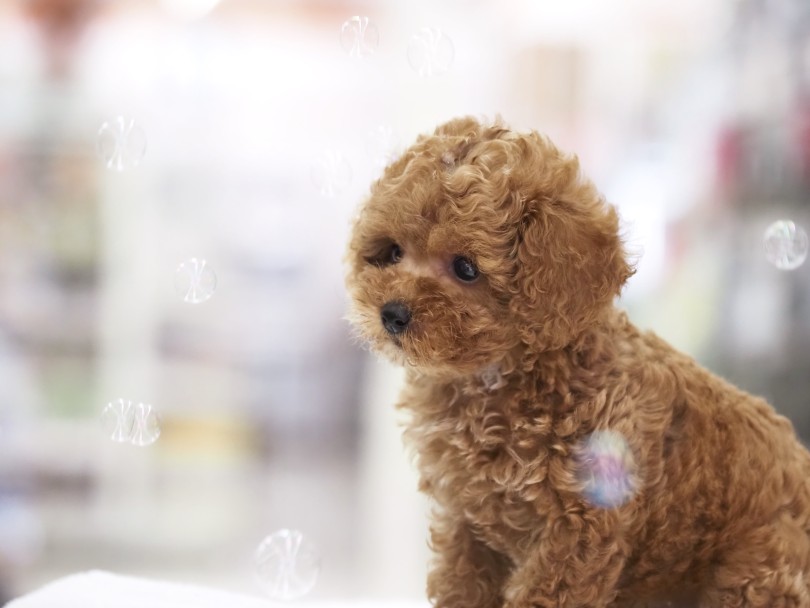 ワンちゃんが口にしても大丈夫なシャボン玉飛ばしてみました♡ | トイ・プードル （06-69） - 横浜 大倉山店