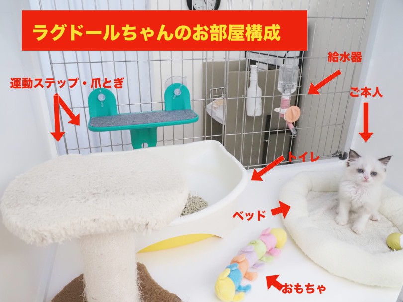お部屋の様子 | ラグドール （05-44） - 本羽田店