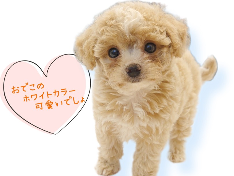 カラーや可愛いお顔と同じ子はいないのです! | MIX犬 チワプー （04-53） - さいたま 武蔵浦和店