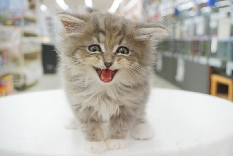 猫アレルギーを発症しにくい猫種 | サイベリアン （06-66） - 横浜 大倉山店