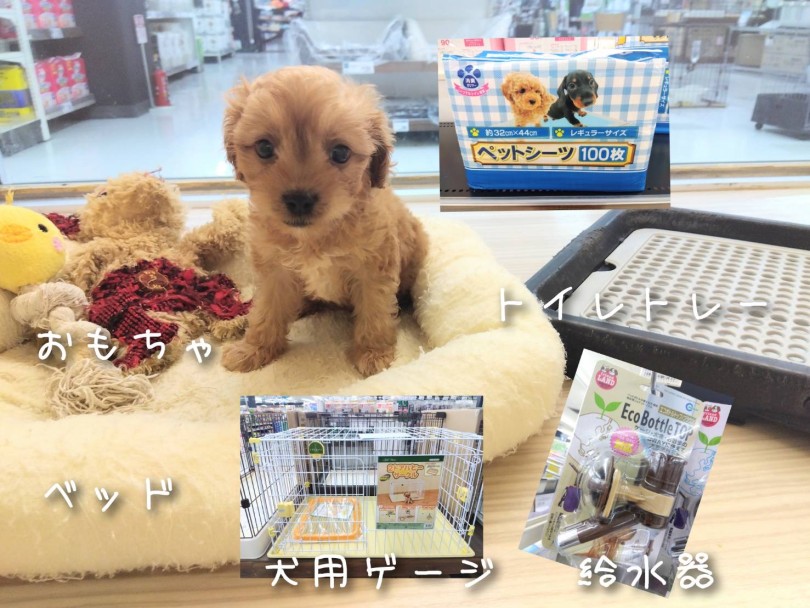 安心して寝られる場所を用意してあげましょう! | MIX犬 キャバプー (19-55) - 東川口店