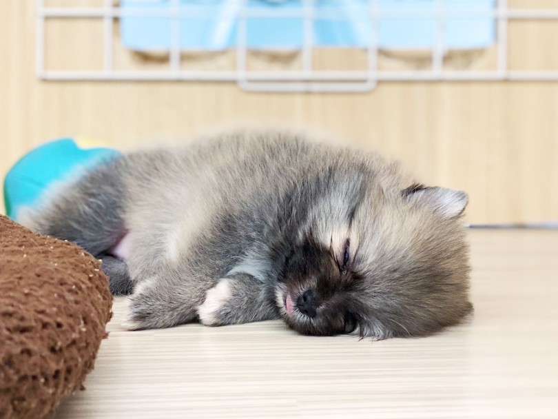 緊張しらずの超健康優良児はワンちゃん初心者にオススメ！ | ポメラニアン （16-53） - 横浜 今宿店