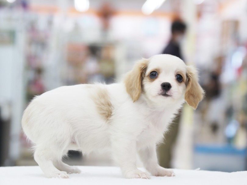 マルキャバちゃんとの生活に必要なもの | MIX犬 マルキャバ （06-68） - 横浜 大倉山店