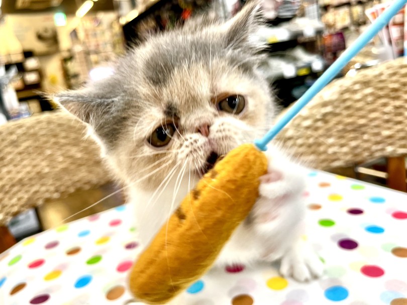 おっとりさんでも遊びは全力！ | エキゾチック （18-116） - 横浜 元町店