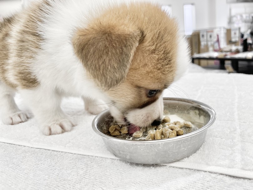 中型犬らしい健康的なカラダの秘訣 | ウェルシュコーギーペンブローク （10-36） - 東日暮里店