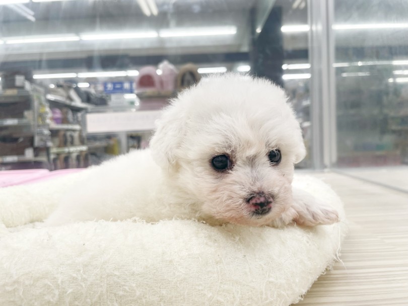 ビションちゃんに会いに来てくださいませ♪ | ビションフリーゼ （07-50） - 横浜 鶴見店