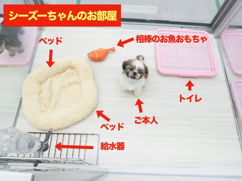 お部屋の構成 | シーズー （05-43） - 本羽田店