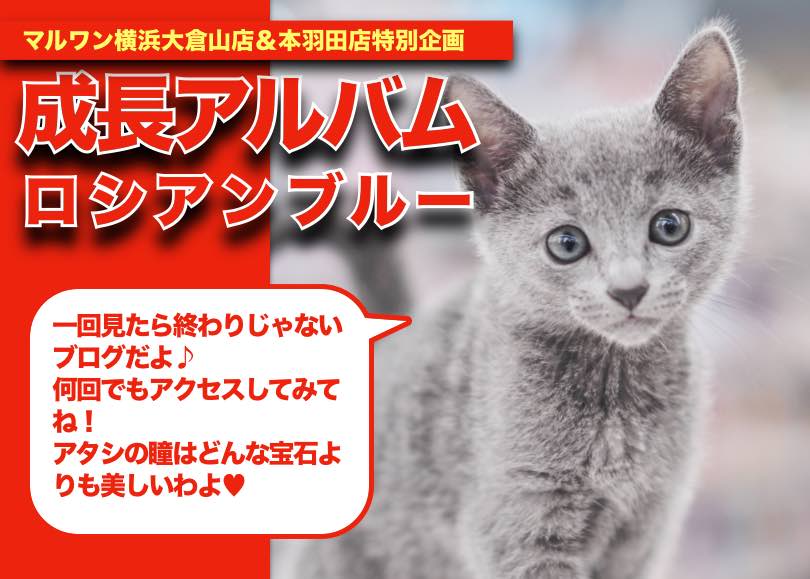 【 ロシアンブルー成長アルバム 】美しき被毛と体と瞳の成長記録！