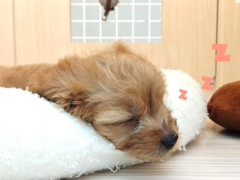 天使の寝顔に癒されること間違いなし! | MIX犬 キャバプー (19-55) - 東川口店