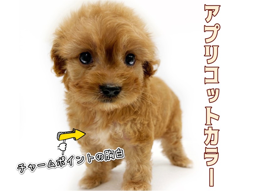 体格がパパ譲り被毛はママ譲り | MIX犬 キャバプー (19-55) - 東川口店