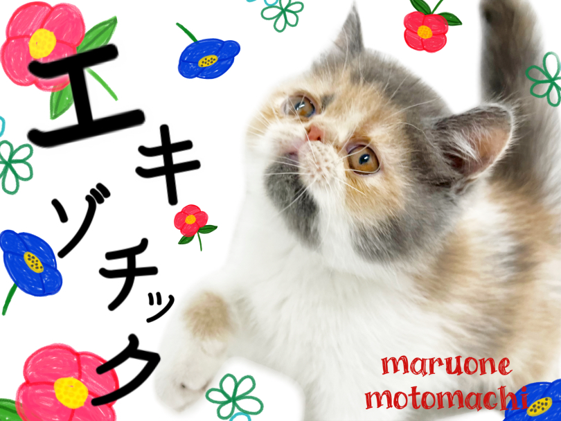【 エキゾチック 】ぶちゃかわ猫の真骨頂！ダイリュートキャリコで登場！！
