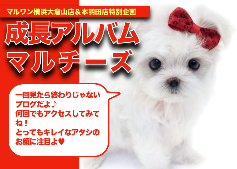 【マルチーズのアルバム】タイニーサイズの両親から誕生したマルチーズちゃん