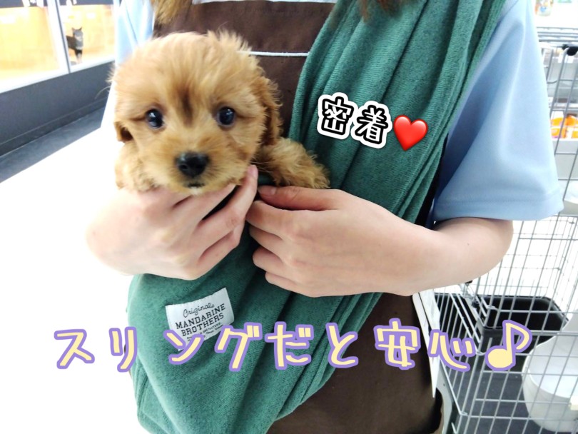 色んな環境に馴れさせるパピートレーニング | MIX犬 キャバプー (19-55) - 東川口店