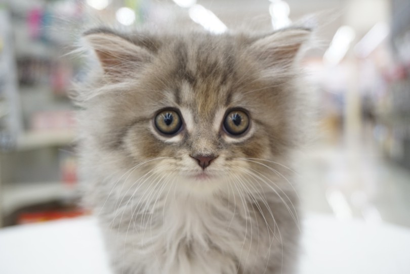 まさに美猫♡ | サイベリアン （06-66） - 横浜 大倉山店