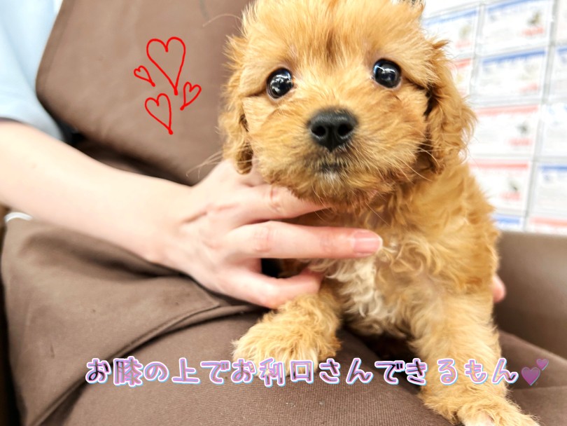 ルックスも性格も両親の良いところ取り | MIX犬 キャバプー (19-55) - 東川口店