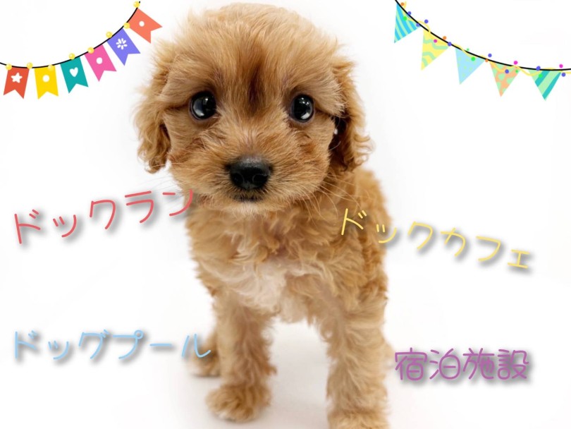 現在1回目の混合ワクチンを接種済み | MIX犬 キャバプー (19-55) - 東川口店